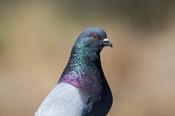 A Rock Dove close-up.