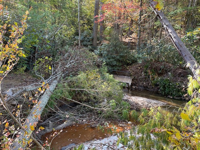 Trees down over creek with bridge on side.