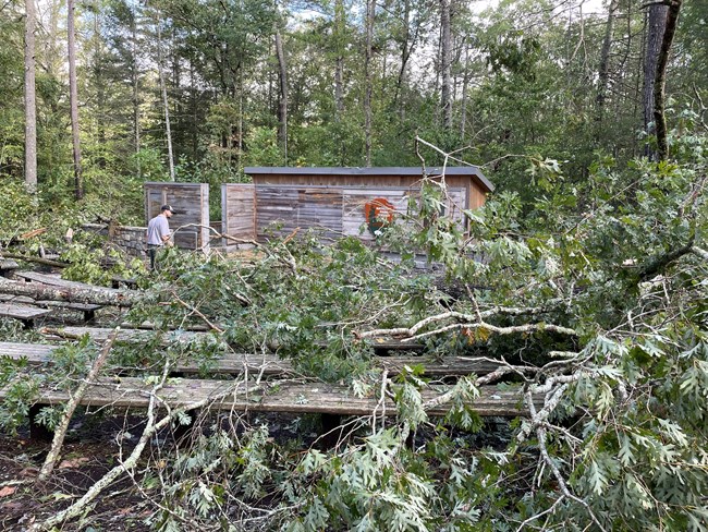 Fallen trees inside an open air amphitheater.