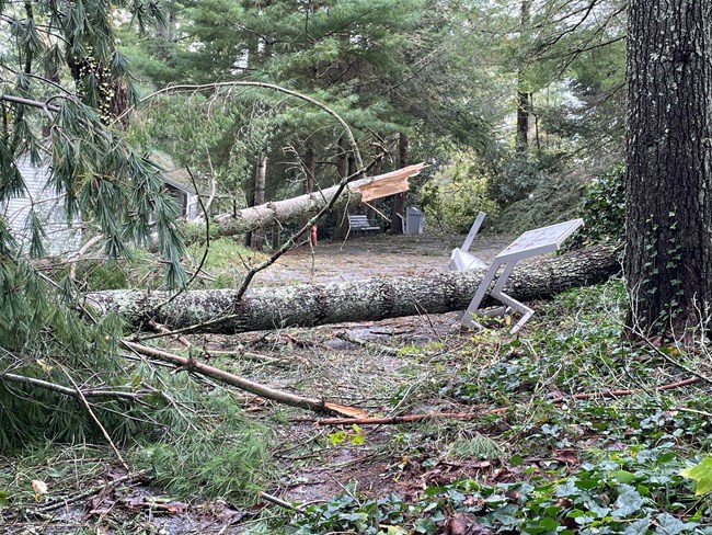 Fallen tree with damaged informational sign.