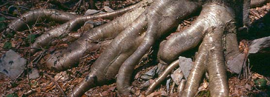 Yellow birch tree roots.