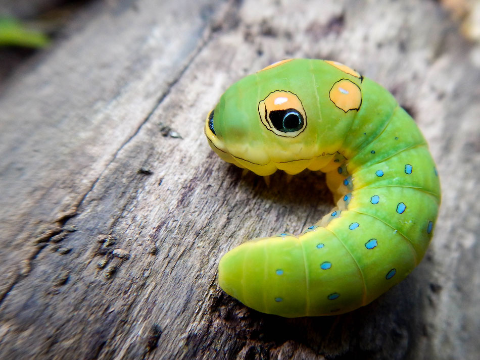 Image of Spicebush Swallowtail Caterpillar