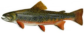 Brrok Trout - Salvelinus fontinalis