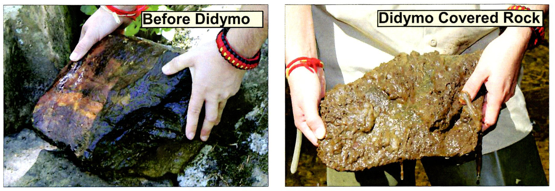 Rock before and after didymo