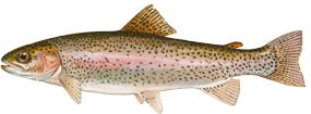 Rainbow Trout - Oncorhynchus mykiss