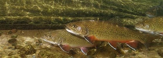 Brook Trout