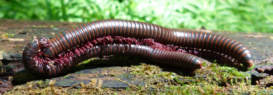 Millipedes mating