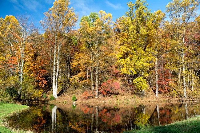 A small pond in front of a forest with fall foliage.