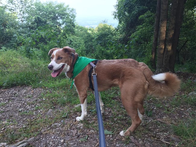 Image of leashed dog on trail