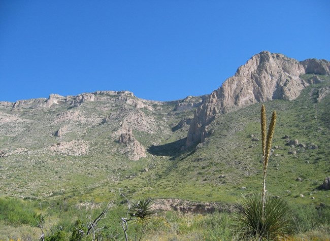 A blooming sotol in the foreground, the Guadalupe Mountains in the background