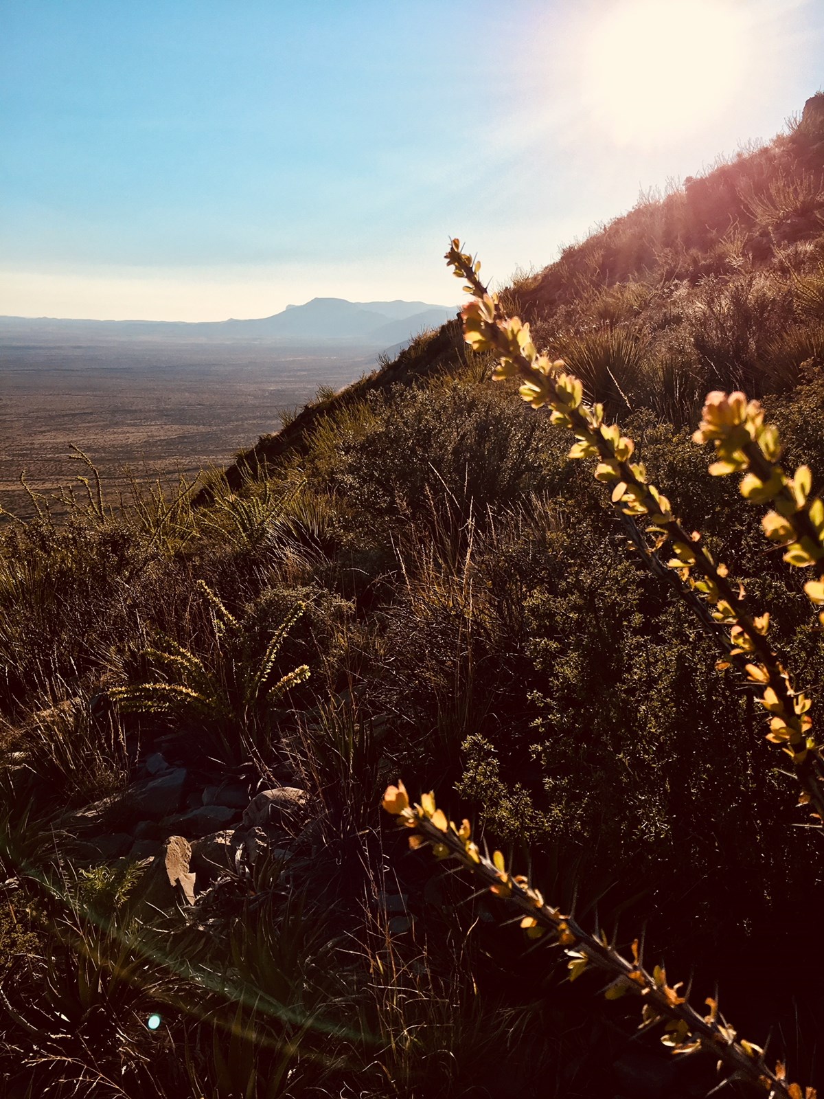 Yucca Canyon Carlsbad Caverns National Park (U.S. National Park Service)