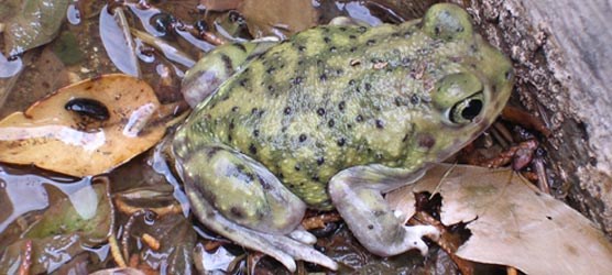 Photo of Couch's spadefoot, a type of toad.