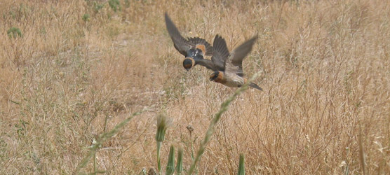 Two cave swallows (Petrochelidon fulva) hover by a salsify (a non-native plant) to grab the fluff from seeds to line their nests in the twilight zone of the natural entrance to Carlsbad Cavern.