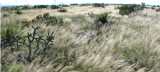 Photo of a variety of grasses waving in the fall winds.