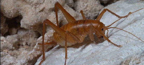 Photo of adult female cave cricket.