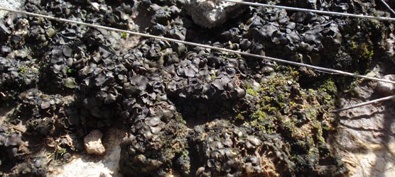 Photo of lichens.