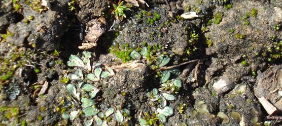 Photo of turquoise-colored liverworts, bright green mosses, lichens, algae, and spikemoss.