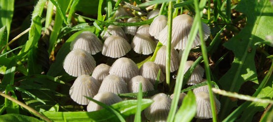 Photo of mushrooms.