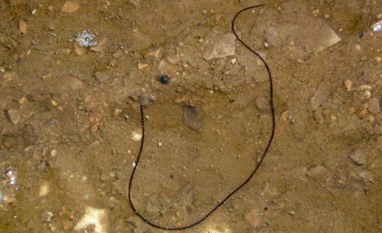 Photo of horsehair worm.