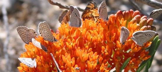 Photo of orange butterflyweed with butterflies eating its nectar.