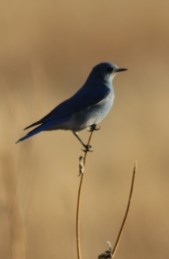 Mountain Blue bird