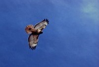 Red-tail hawk