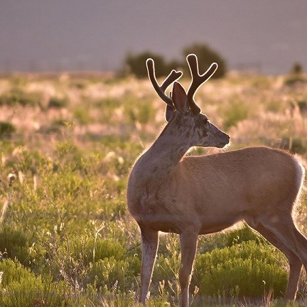 Mule Deer in Prairie