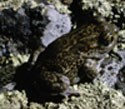 Color photograph of Plains Spadefoot toad.