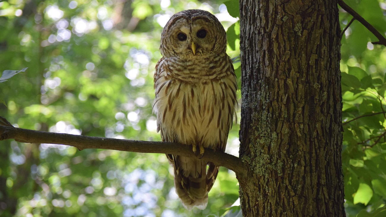 Barred owl perched on a tree branch.