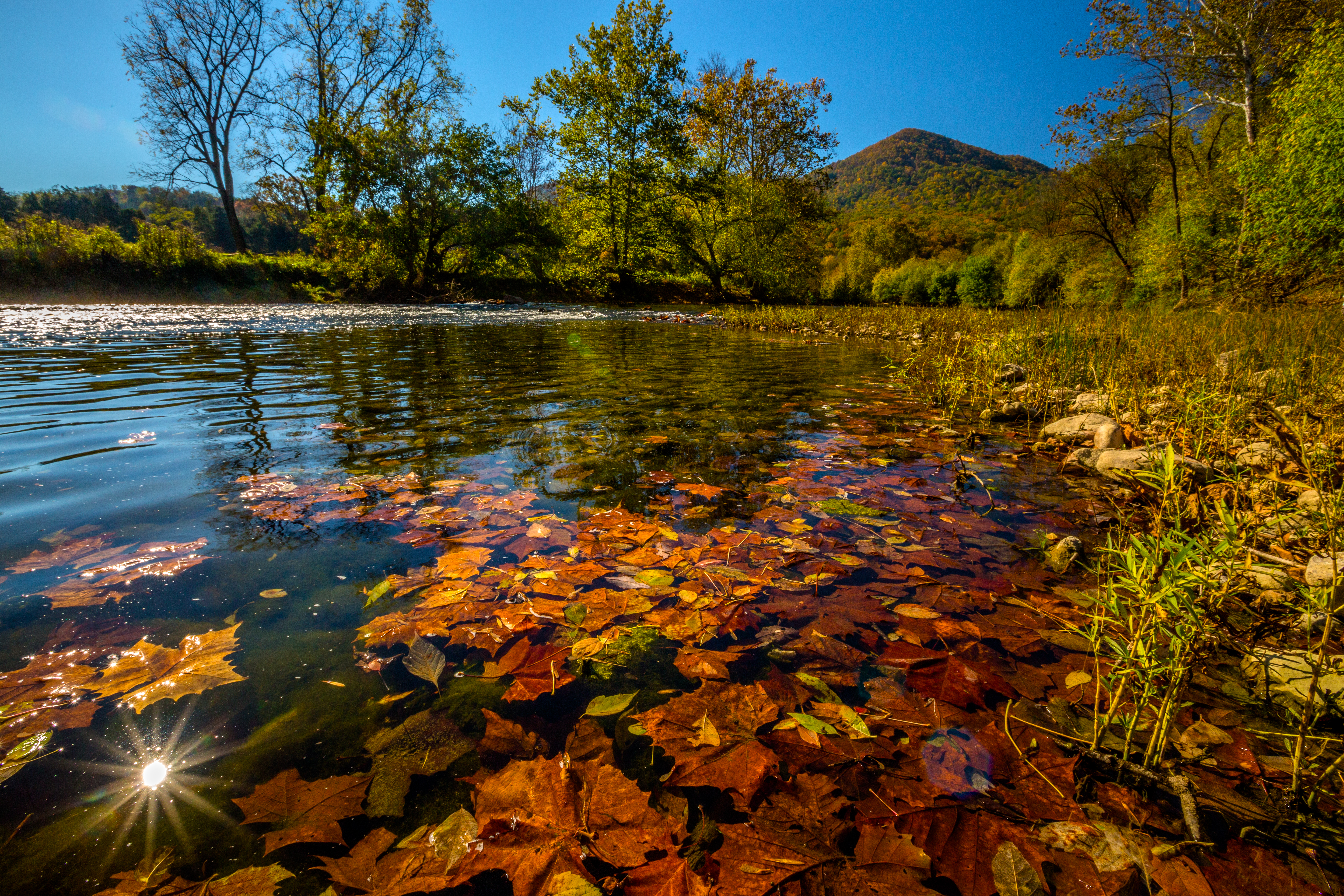 Fallen leaves below the surface color a shallow riverbank red.
