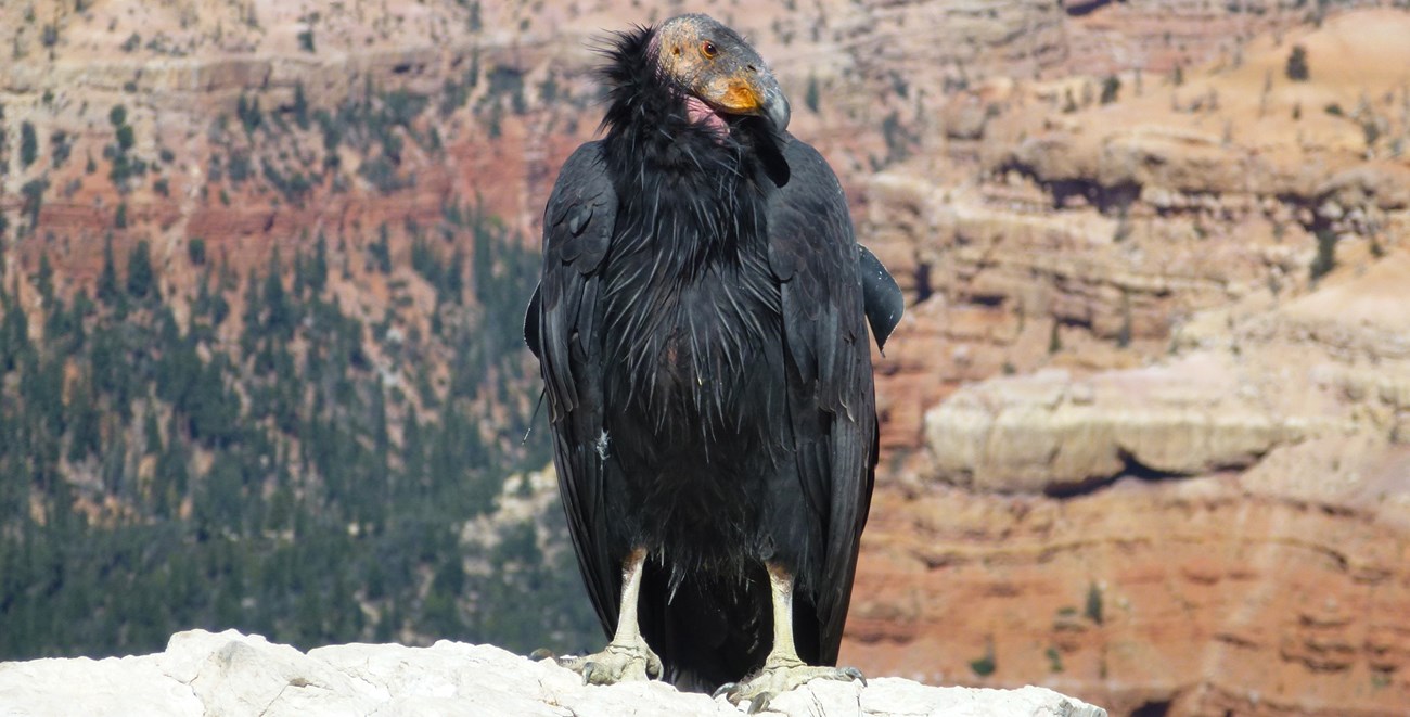 California Condor perched on cliff edge