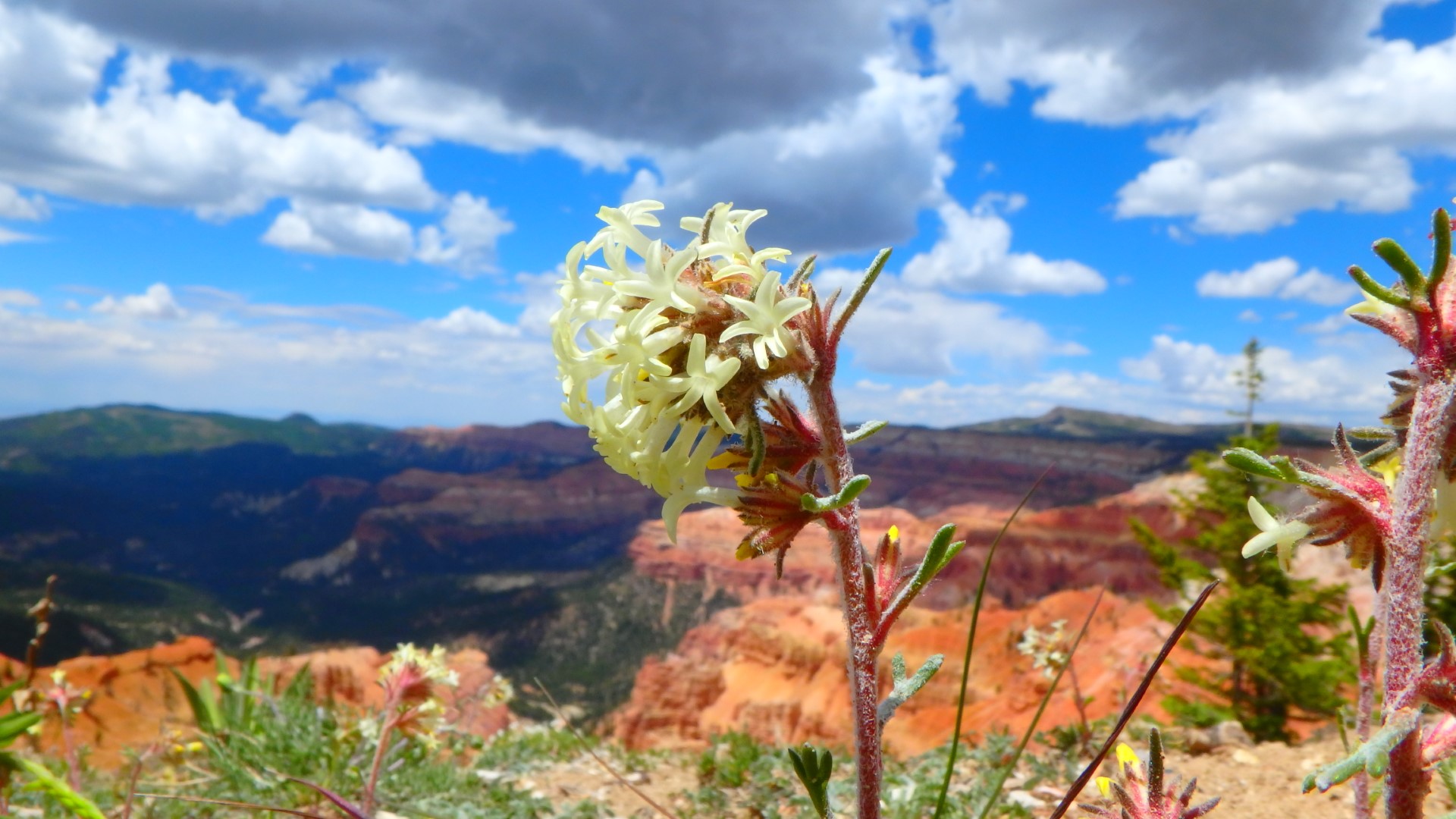White colored Cedar Breaks Gilia flowers bloom at edge of cedar breaks