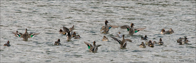 Green-winged Teal