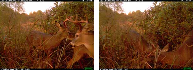 Two White-Tailed Deer Bucks in rut. Two White-Tailed Deer Bucks in rut.