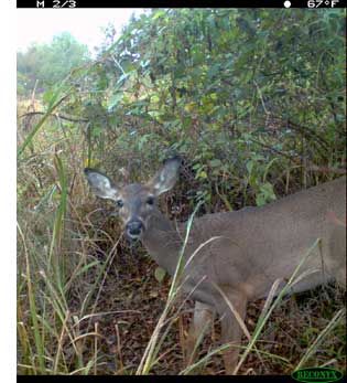 White-Tailed Dear Doe White-Tailed Dear Doe