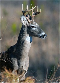 8-Point male White-tailed Deer