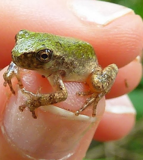 Hyla chrysoscelis