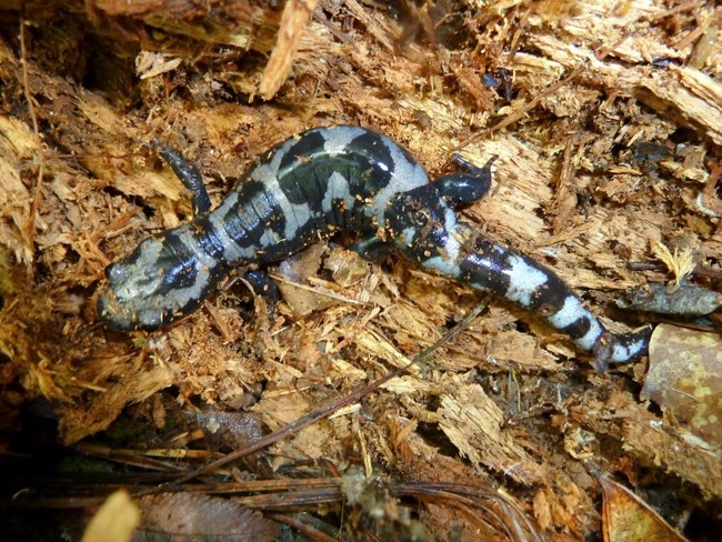 Ambystoma opacum