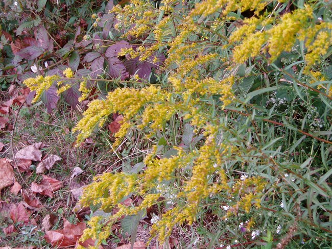 Goldenrod