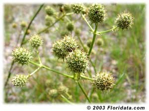 Rattlesnake Master flora