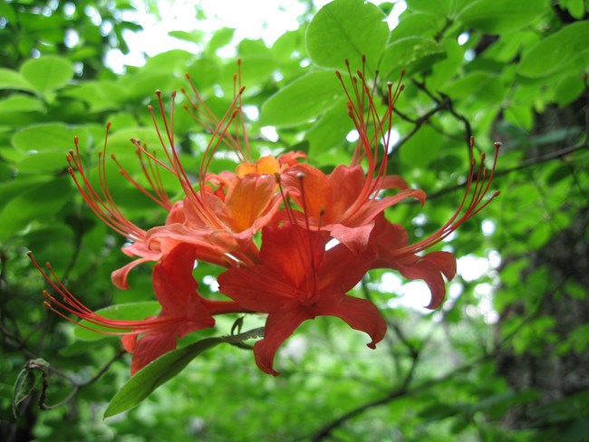 Flame Azalea