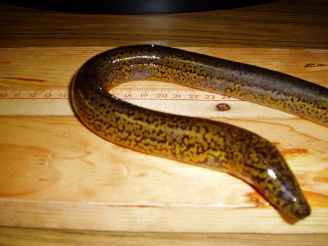 Rice Eel