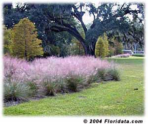 Muhly Grass
