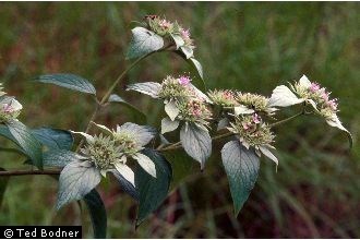 Mountain Mint