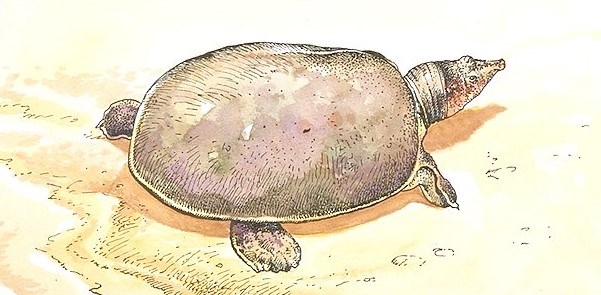 Illustration of a turtle in the sand