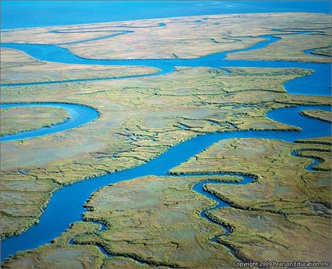 Aerial photograph of bright green estuary with blue river channels running through it.