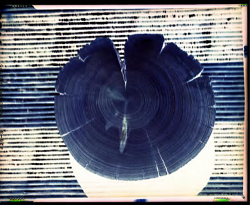 The end of a log showing tree rings.