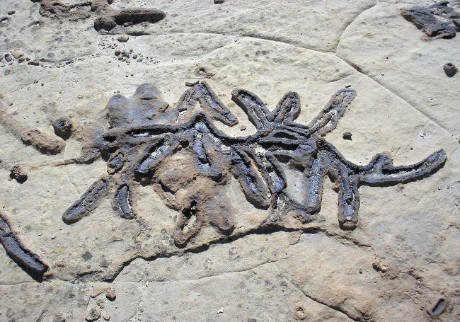 Dark remnants of small tunnels on a sandstone rock.