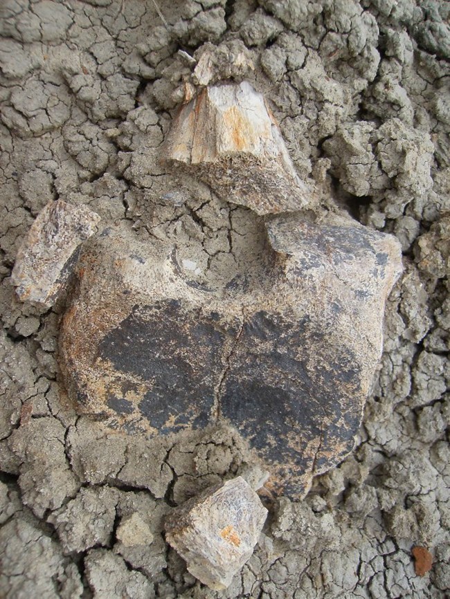 Vertebra in Menefee