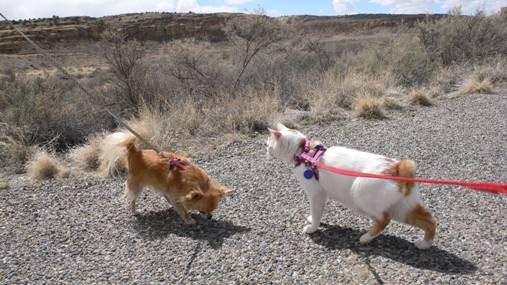 A small brown dog and a white cat on leash walking on a trail at Chaco.
